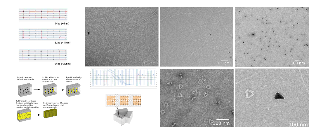 dna self assembly by andrew c payne